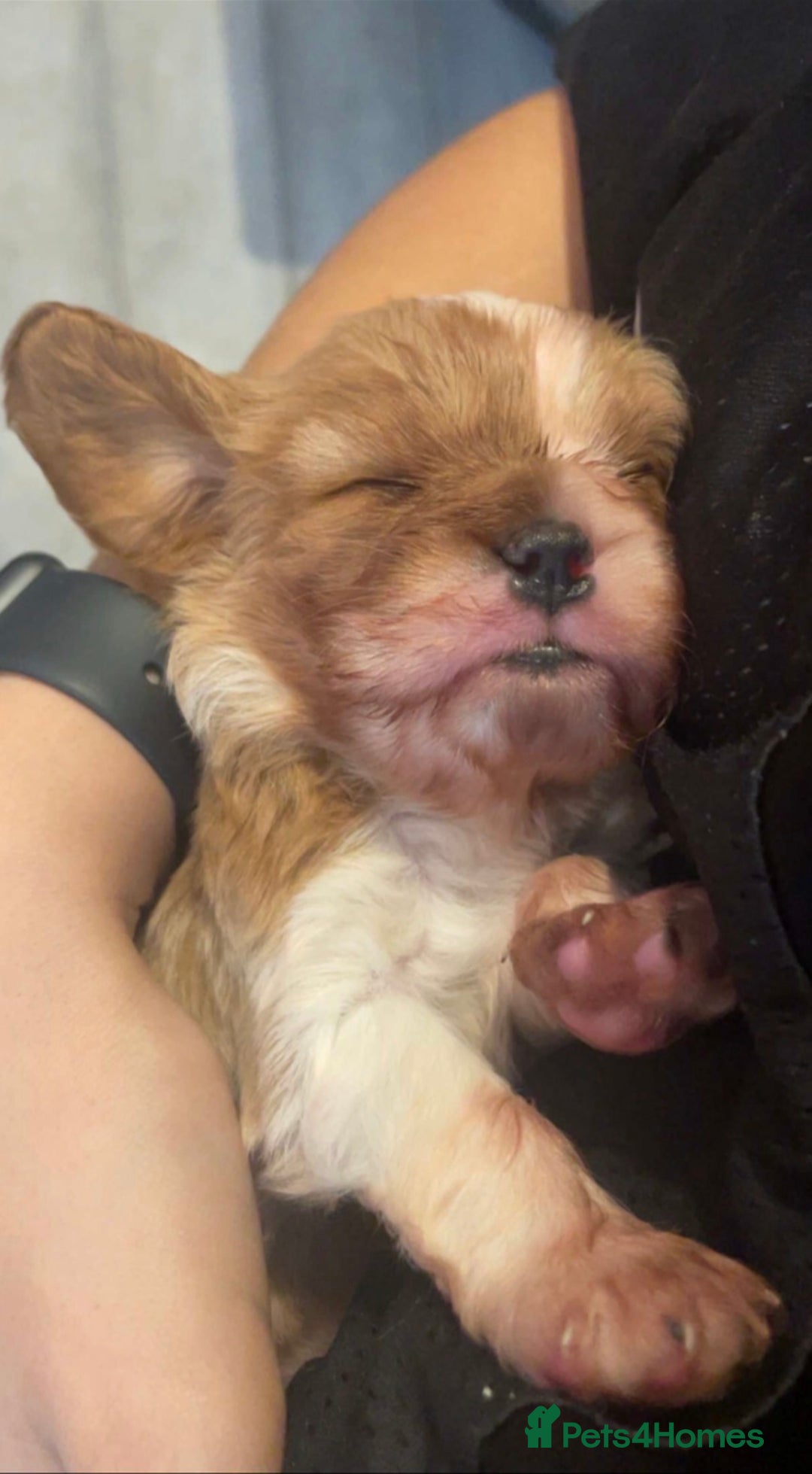 Cavalier King Charles Spaniel dogs for sale: Beautiful little boy Cavalier King Charles  - Advert 5