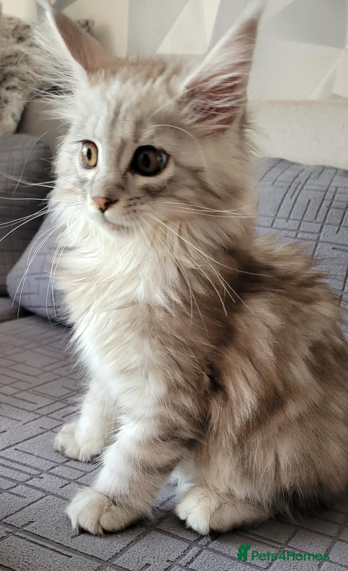 Maine Coon cats Tica registered maine coon kittens  - Advert 1
