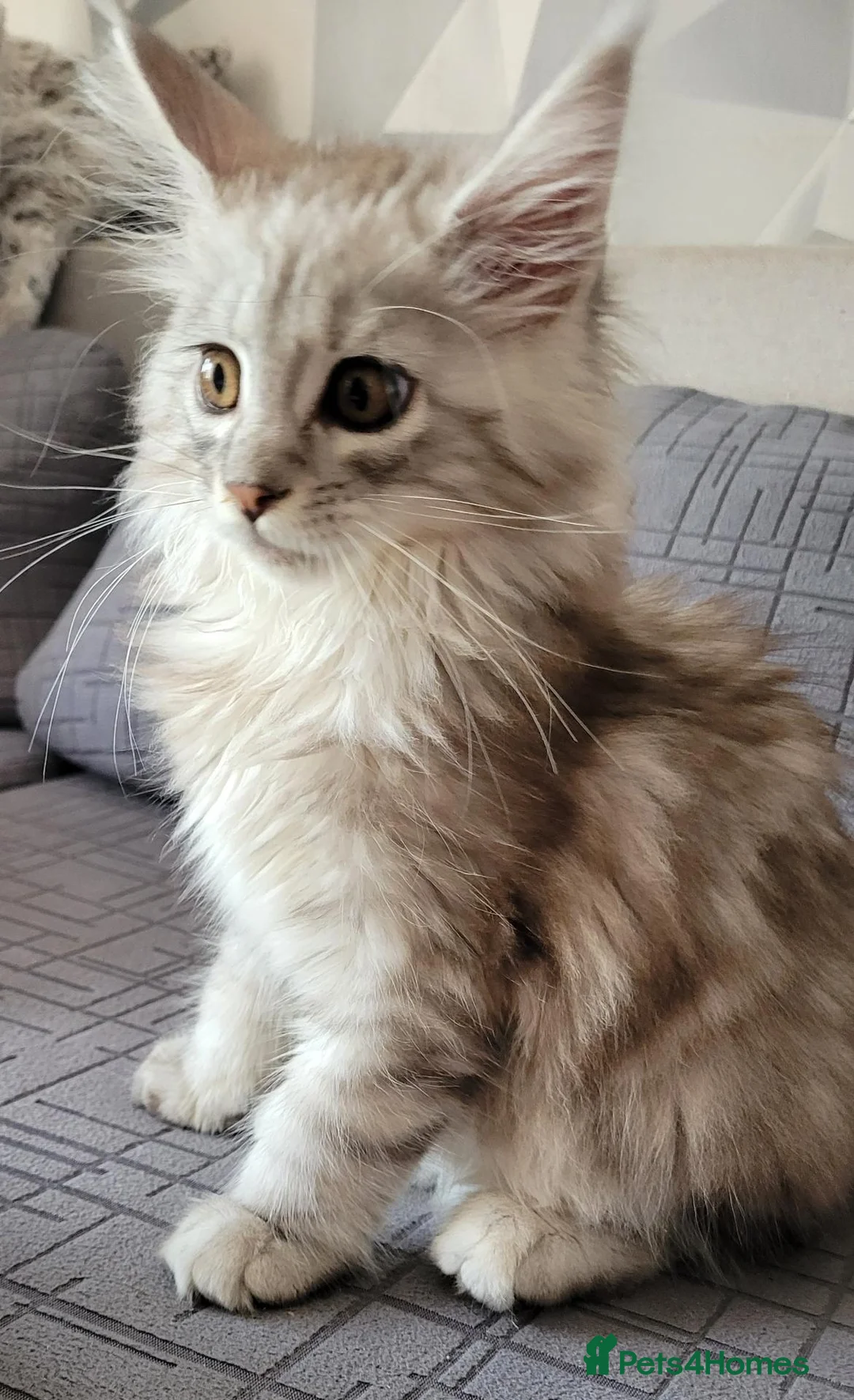 Maine Coon cats for sale: Tica registered maine coon kittens  - Advert 1