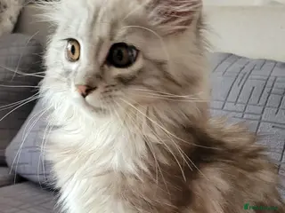 Maine Coon cats Tica registered maine coon kittens - Advert 1