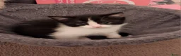 Ragdoll cats for sale: CUTE SOLID RAGDOLL KITTENS  - Advert 4