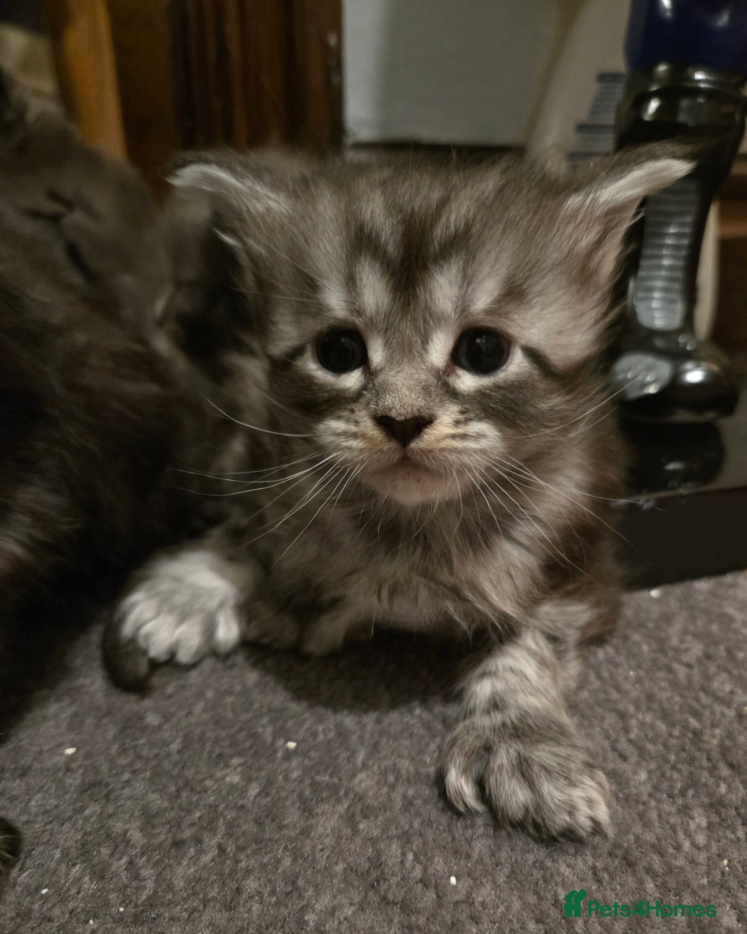 Maine Coon cats for sale: ✨✨ POLLYDACTYL MC  TiCA REG - Advert 24