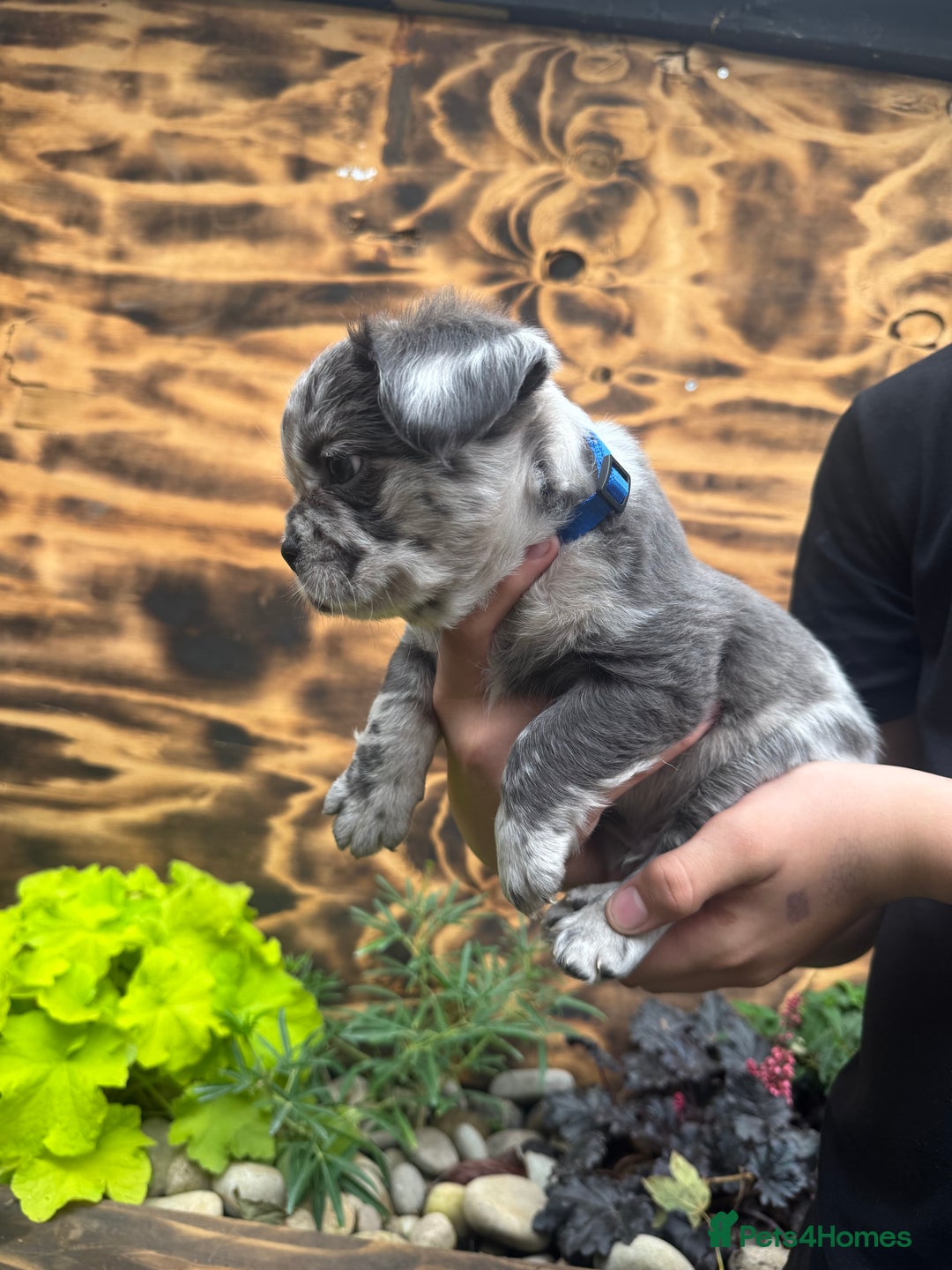 French Bulldog dogs for sale: Fluffy frenchies  - Image 3