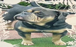Dorset Olde Tyme Bulldogge dogs for stud: Proven LH fluffy carrier in Portsmouth - Image 11
