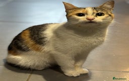 Mixed Breed cats for sale: 2 black and white kittens - Image 4
