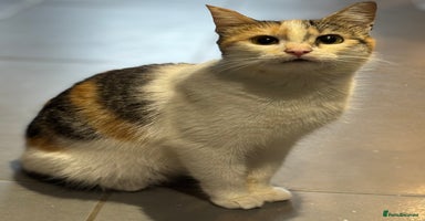 Mixed Breed cats - Advert 10