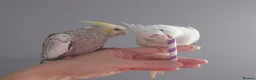 Cockatiels birds for sale: Hand reared silly tame DNA sexed baby cockatiels  - Advert 10