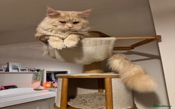 Maine Coon cats for sale: 4 big pure gorgeous Mainecoon boys  - Image 22