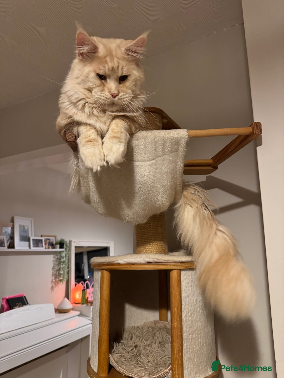 Maine Coon cats for sale: 4 big pure gorgeous Mainecoon boys  - Image 22