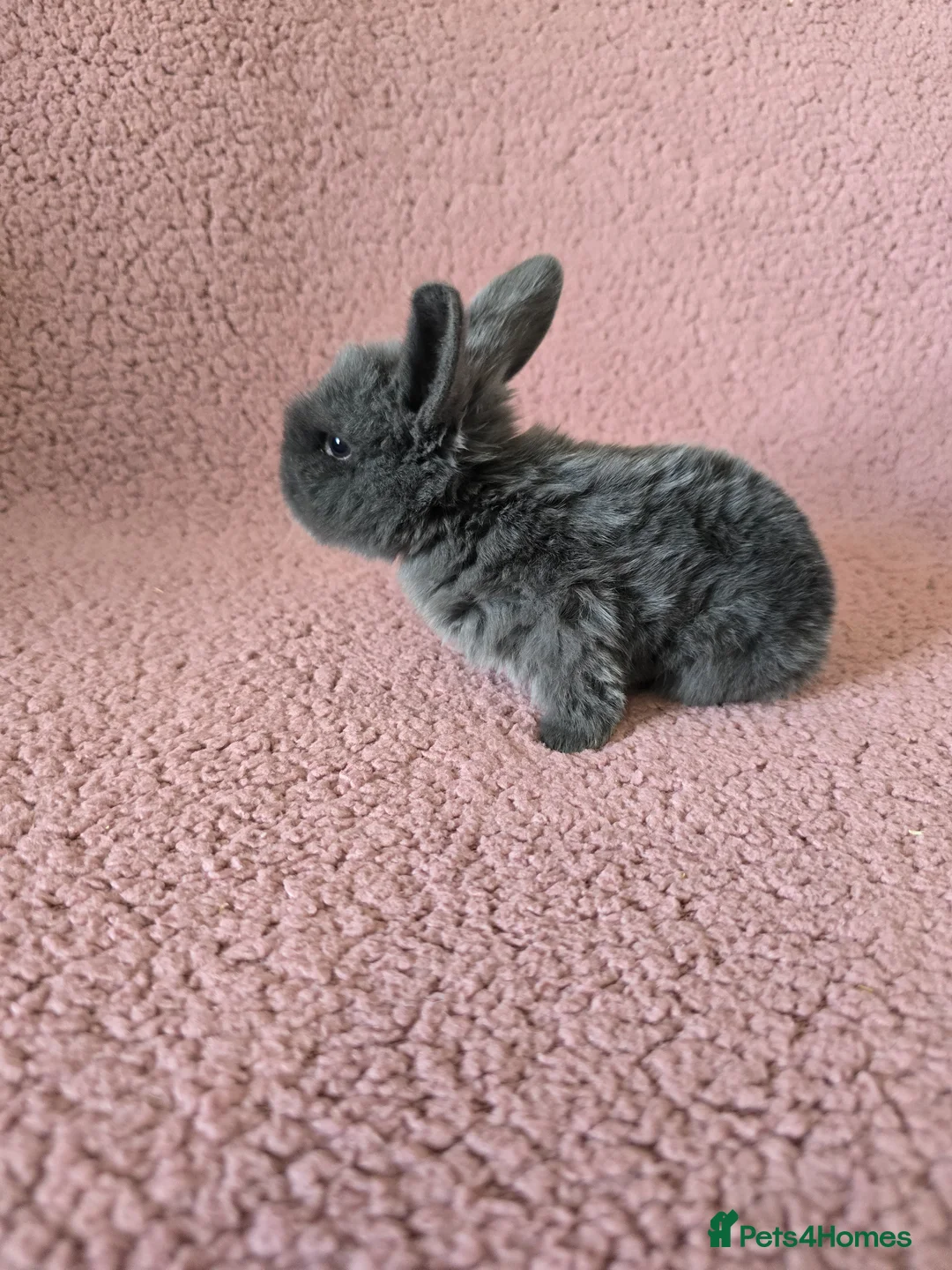 Mini Lop rabbits for sale: Beautiful rabbits for Sale MiniLop - Advert 15