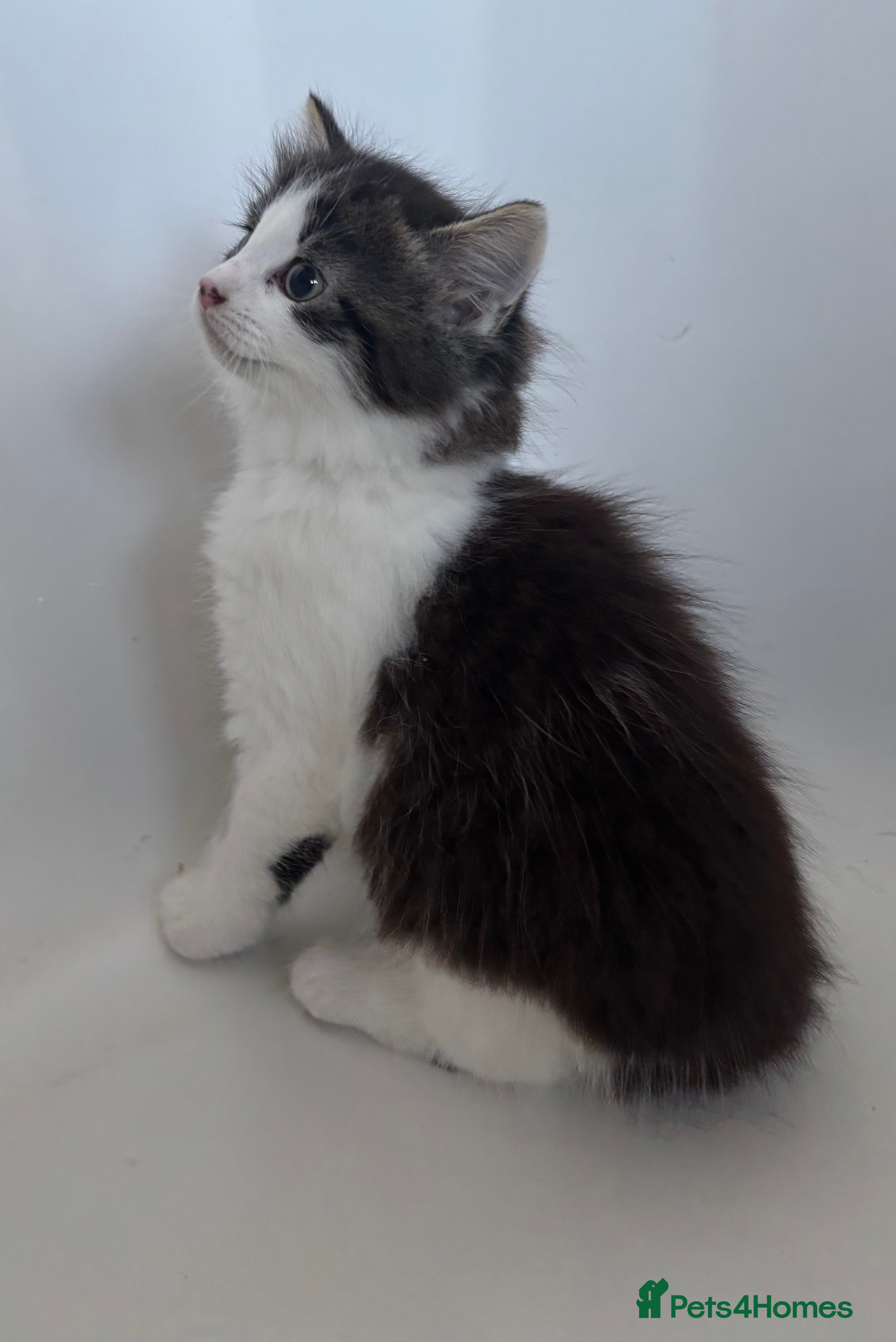 Mixed Breed cats Stunning kittens ready to go  - Advert 1