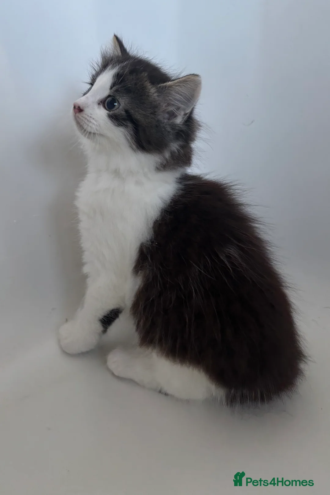 Mixed Breed cats for sale: Stunning kittens ready to go  - Advert 1