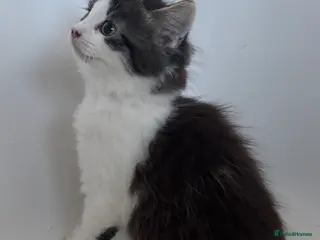 Mixed Breed cats Stunning kittens ready to go - Advert 1