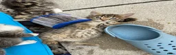 Bengal cats for sale: LAST FEMALE KITTEN READY NOW - Advert 7