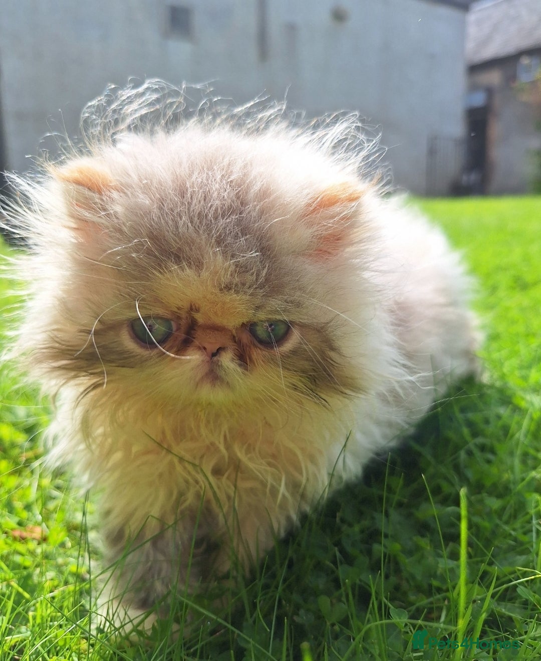 Persian cats for sale: Adorable Pure persian kitten  - Image 2