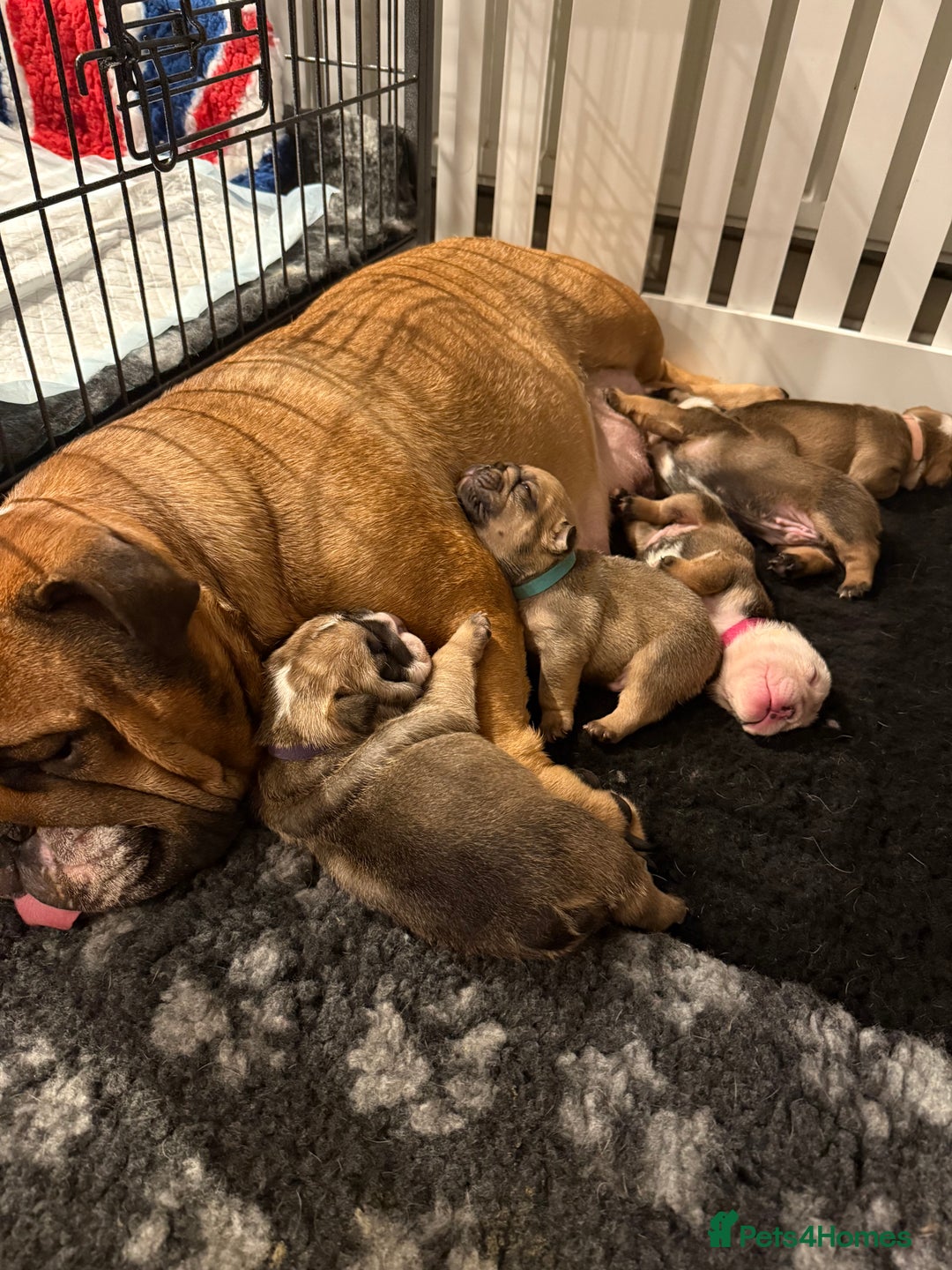 English Bulldog dogs for sale: Traditional English Bulldog Puppies  - Image 1