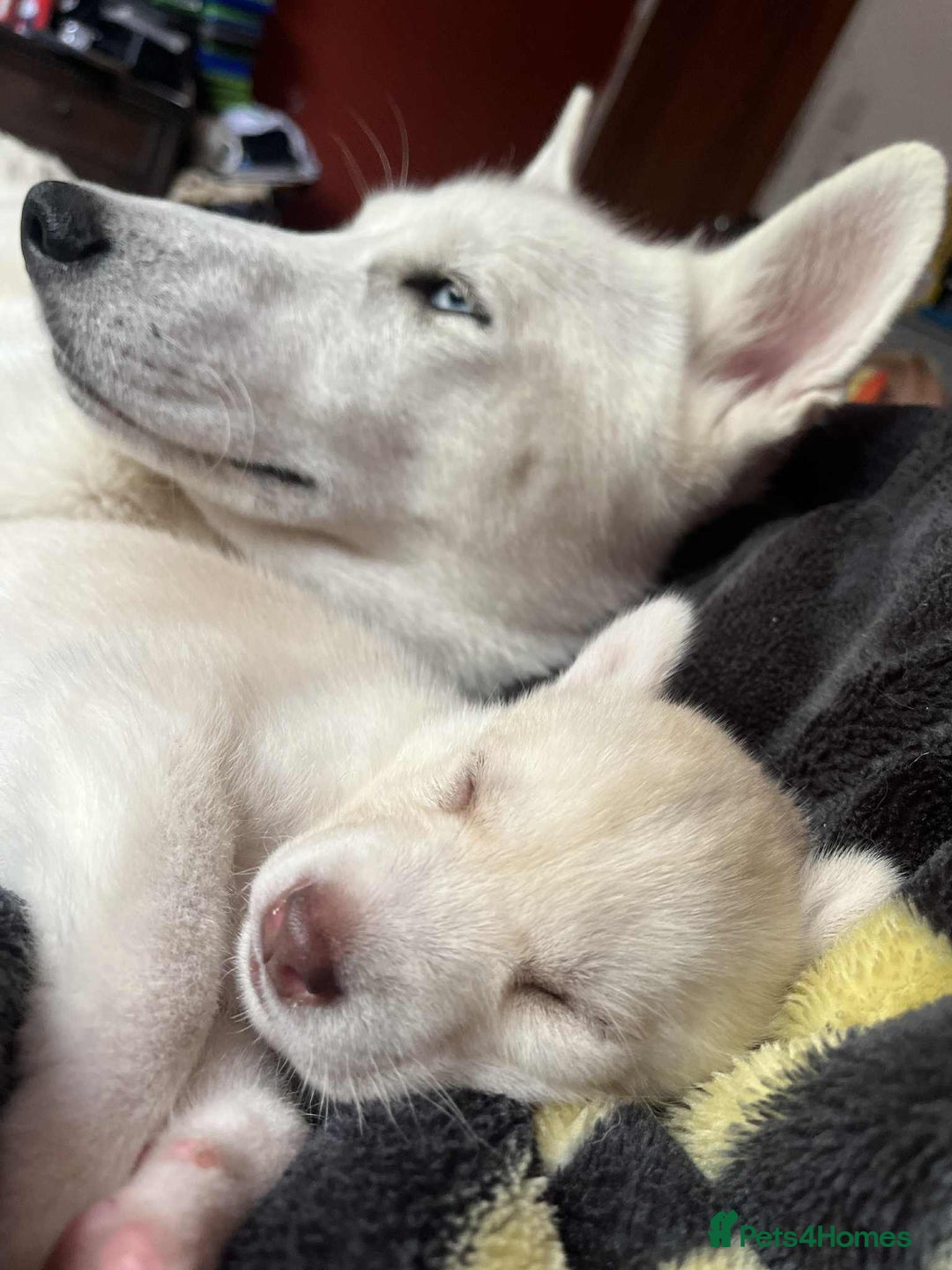 Siberian Husky dogs for sale: Beautiful Siberian Huskies- Last 4 Reduced!! - Image 9