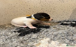 Jack Russell dogs for sale: Jack Russell puppies  - Image 8