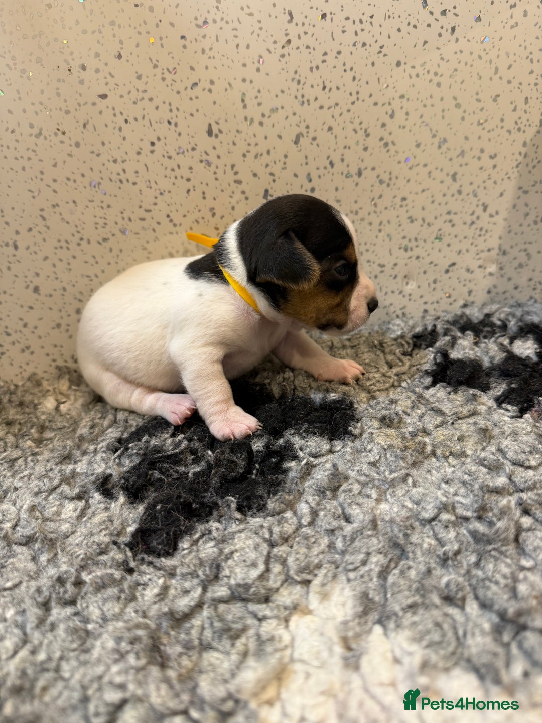 Jack Russell dogs for sale: Jack Russell puppies  - Image 8