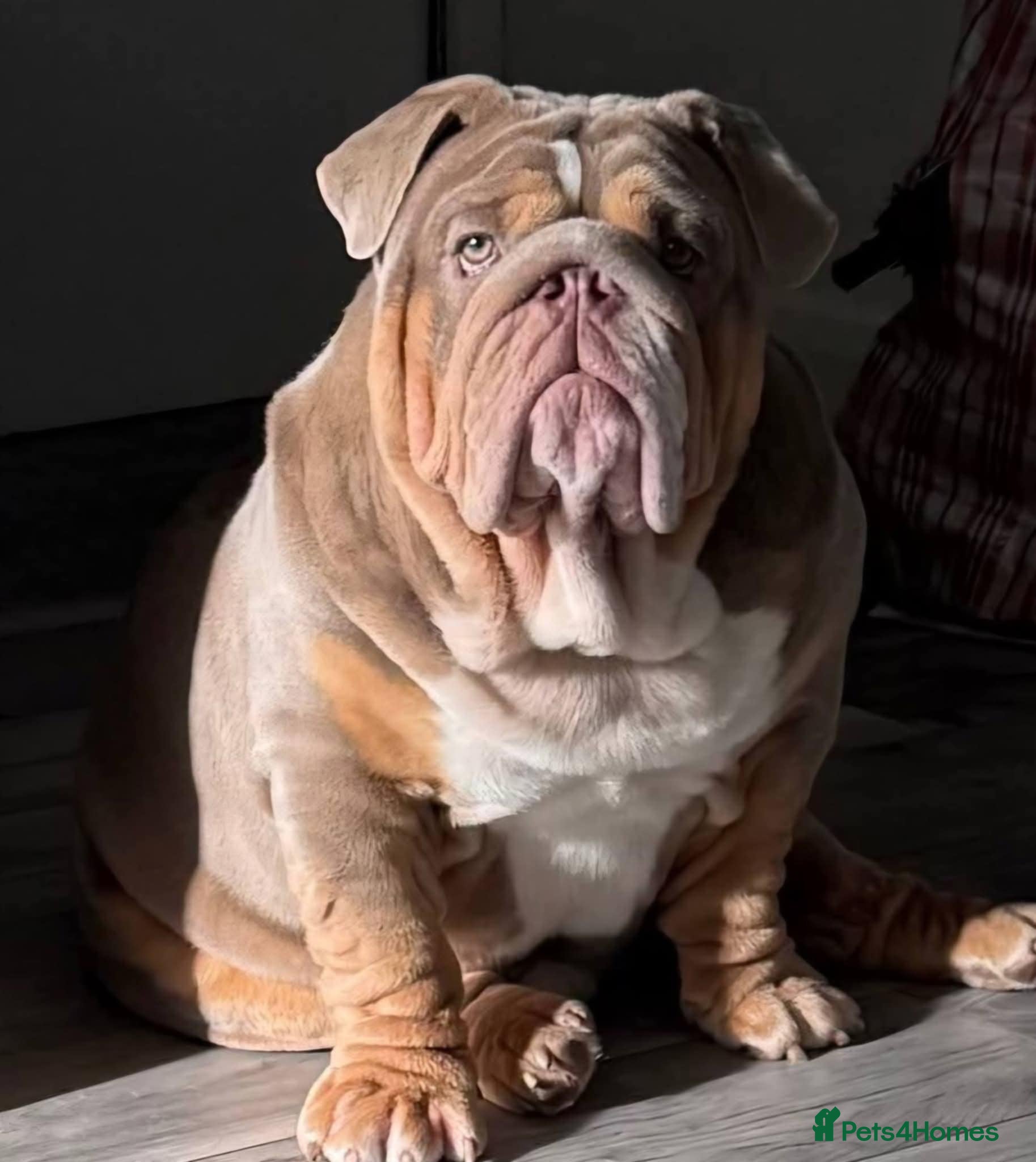 English Bulldog dogs Banksy  - Advert 1