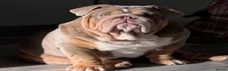English Bulldog dogs for stud: Banksy  - Advert 1