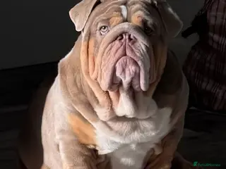 English Bulldog dogs Banksy - Advert 1