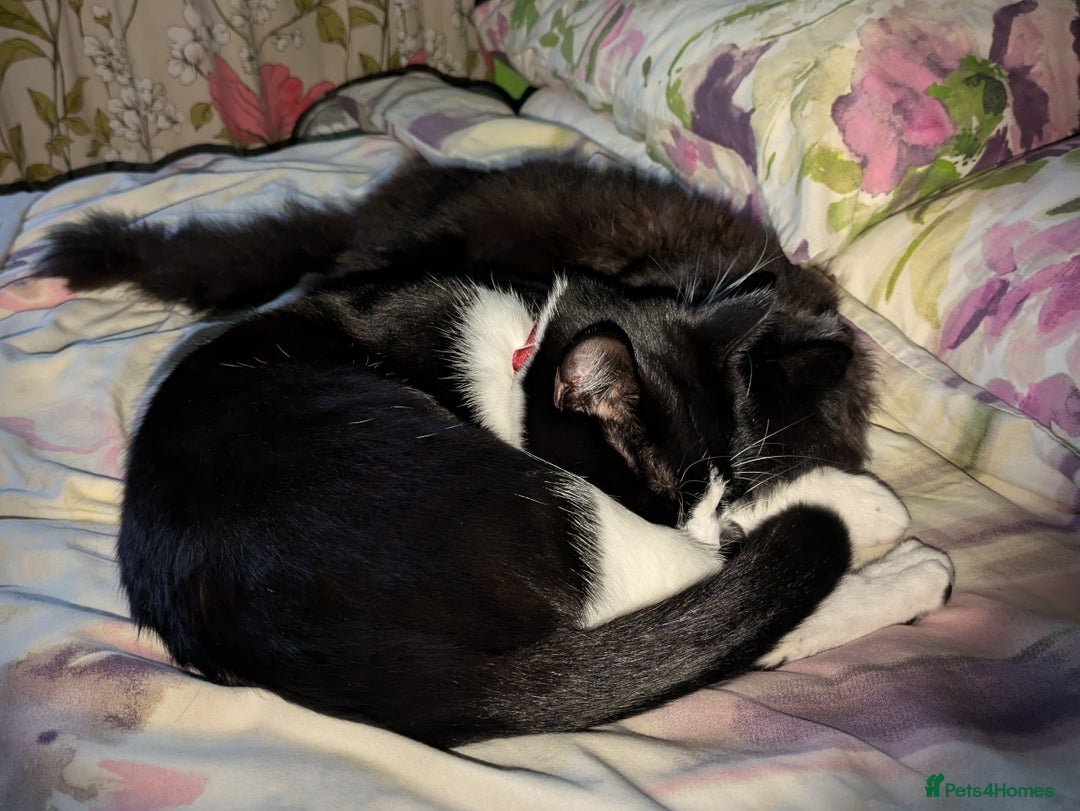 Mixed Breed cats for sale: 2 bothers. - Image 6