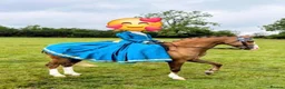 Welsh Section B horses for sale: Birkenbrook celebration - Charlie in Chesterfield - Advert 5