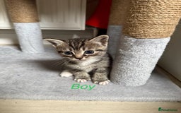 Mixed Breed cats for sale: Adorable kittens  - Image 10