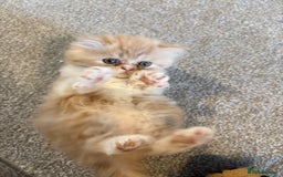 Persian cats for sale: Stunning Persian kittens  - Image 16