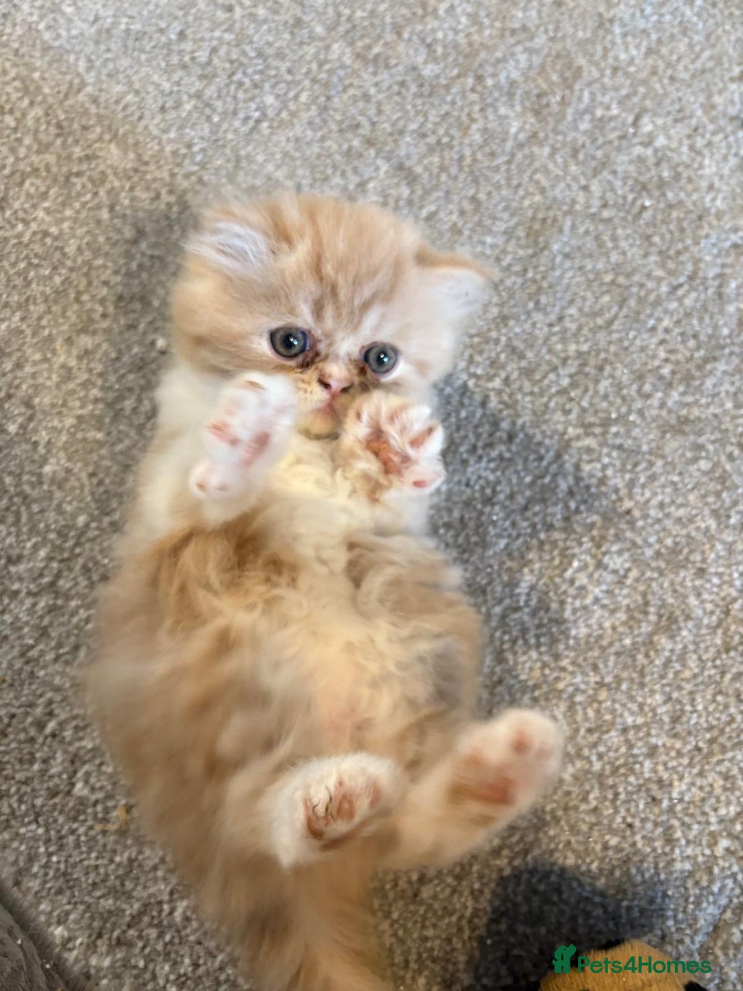 Persian cats for sale: Stunning Persian kittens  - Image 16