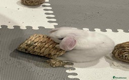 Dwarf Lop rabbits for sale: One Dwarf lop fluffy baby boy left - Image 4