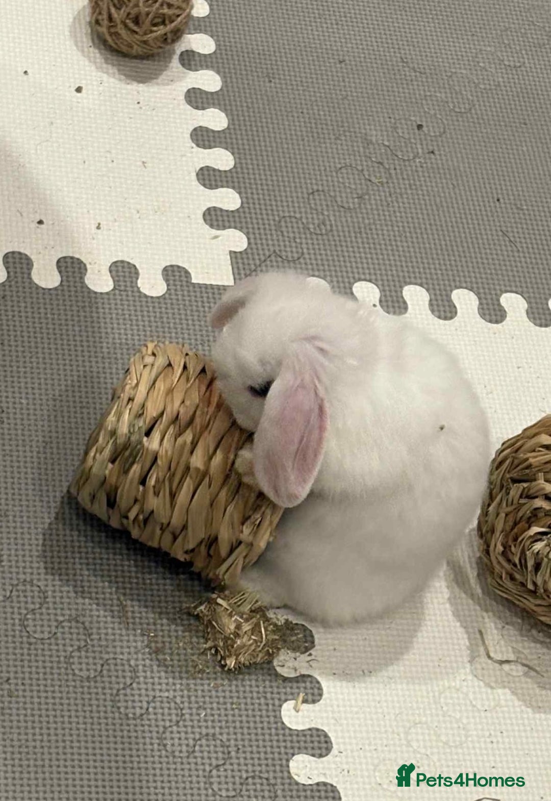Dwarf Lop rabbits for sale: One Dwarf lop fluffy baby boy left - Image 4