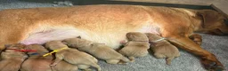 Labrador Retriever dogs for sale: For Red Labrador pups. KC REG/COUNCIL LICENSED  - Advert 3