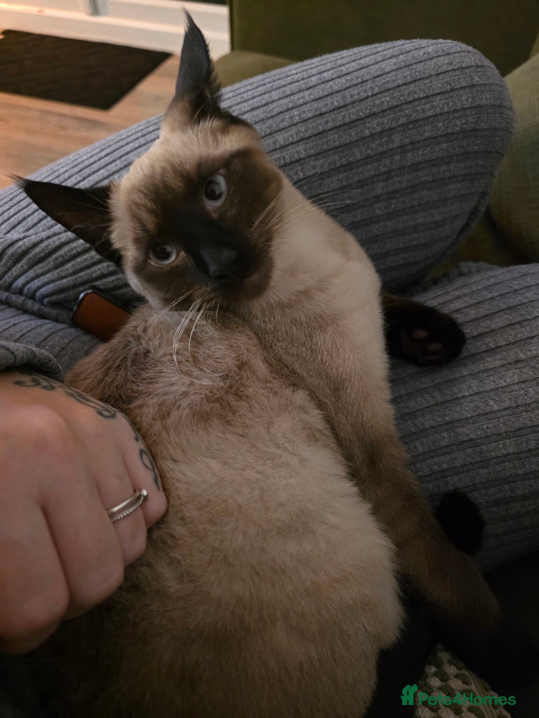 Mixed Breed cats for sale: Gorgeous spynx/ragdoll kitten for sale - Advert 2