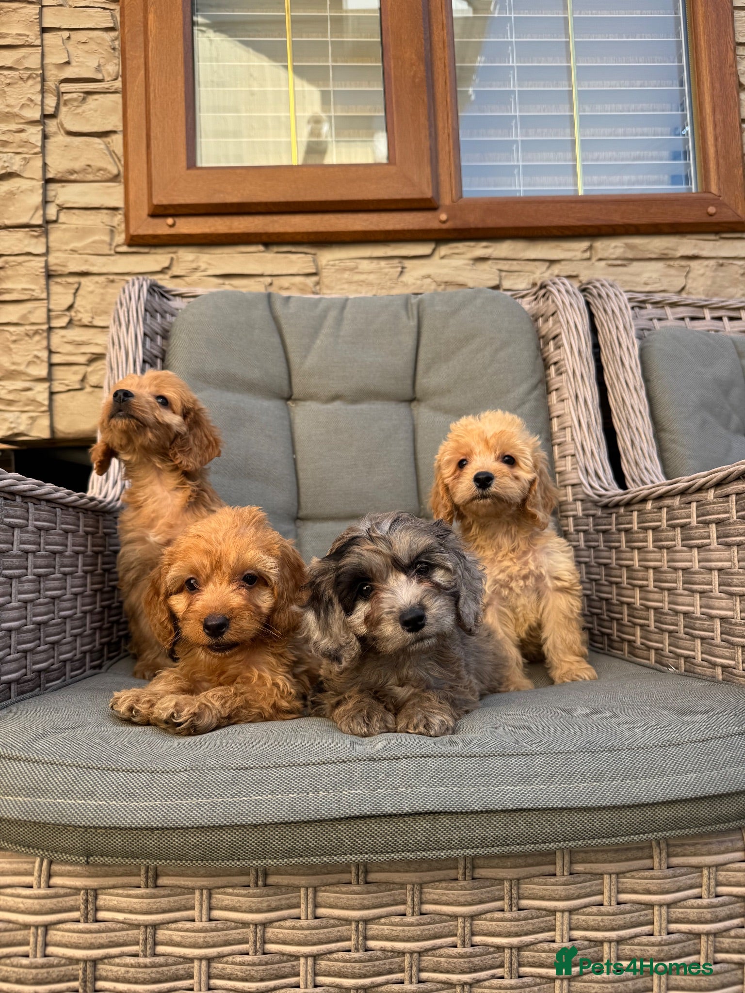 Cockapoo dogs F1 Cockapoos (council licensed breeder  - Advert 1