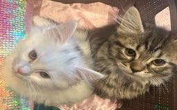 Turkish Angora cats for sale: Gorgeous fluffy Turkish angora cross kittens  - Image 8