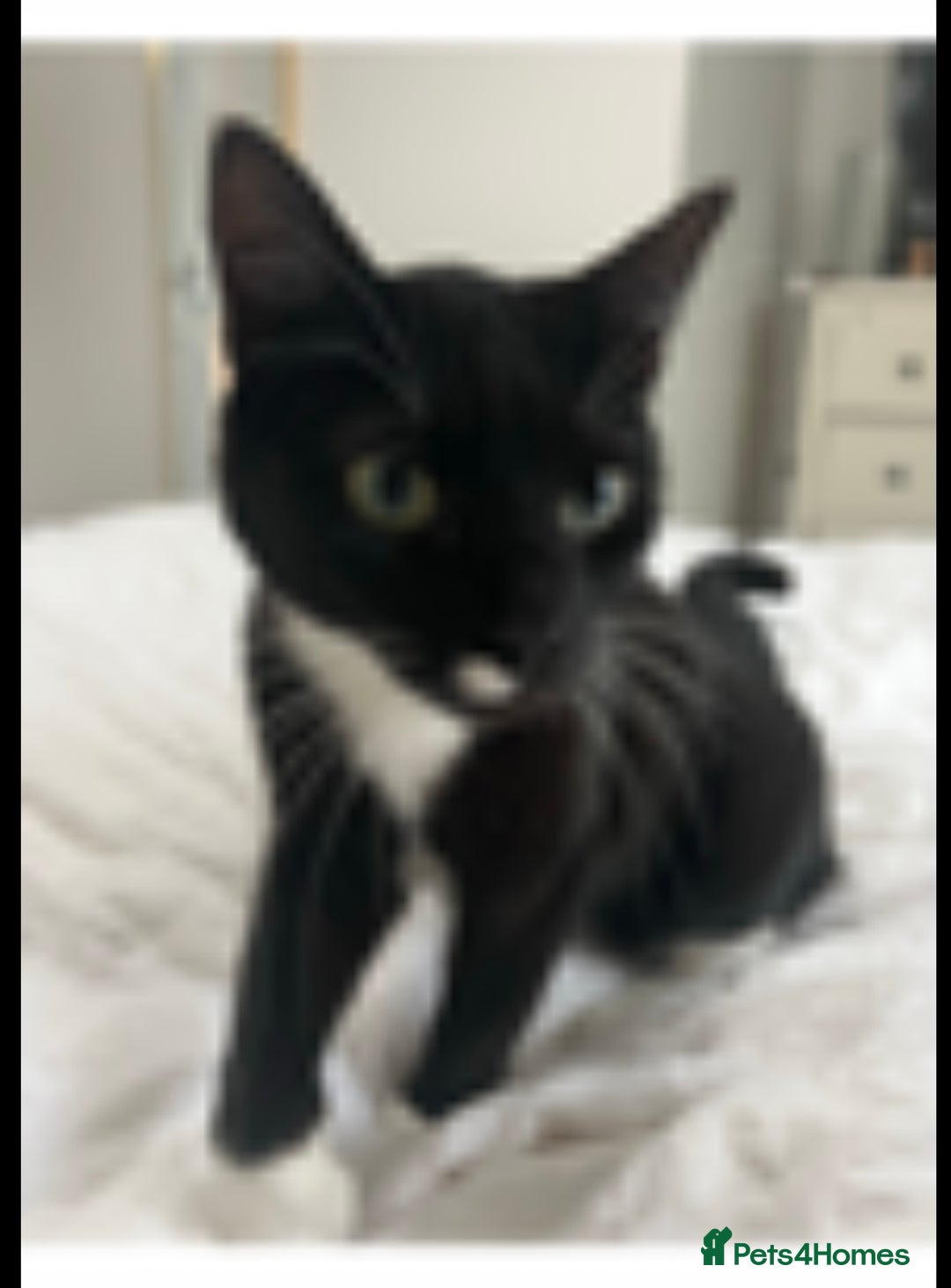Mixed Breed cats for sale: Lovely 3 year old house cat (not a kitten!) - Advert 3