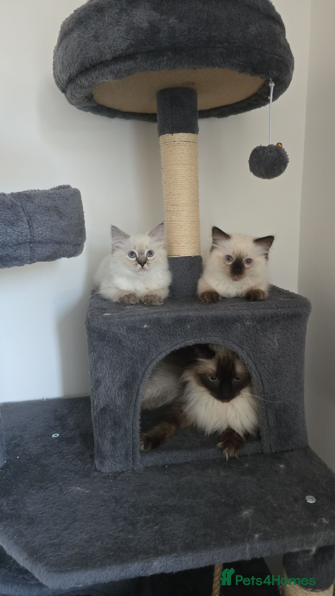 Ragdoll cats for sale: Gorgeous Ragdoll kittens - Advert 1
