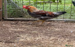 Chickens poultry for sale: Golden wellbar Bantams  - Image 2