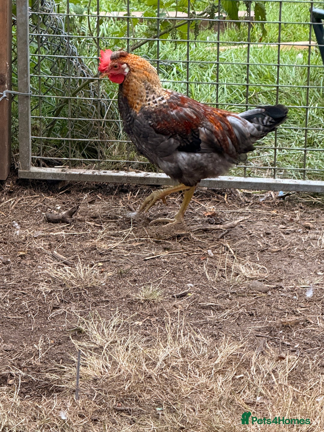Chickens poultry for sale: Golden wellbar Bantams  - Image 2