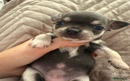 Chihuahua dogs for sale: Minnie Barbie  - Image 1
