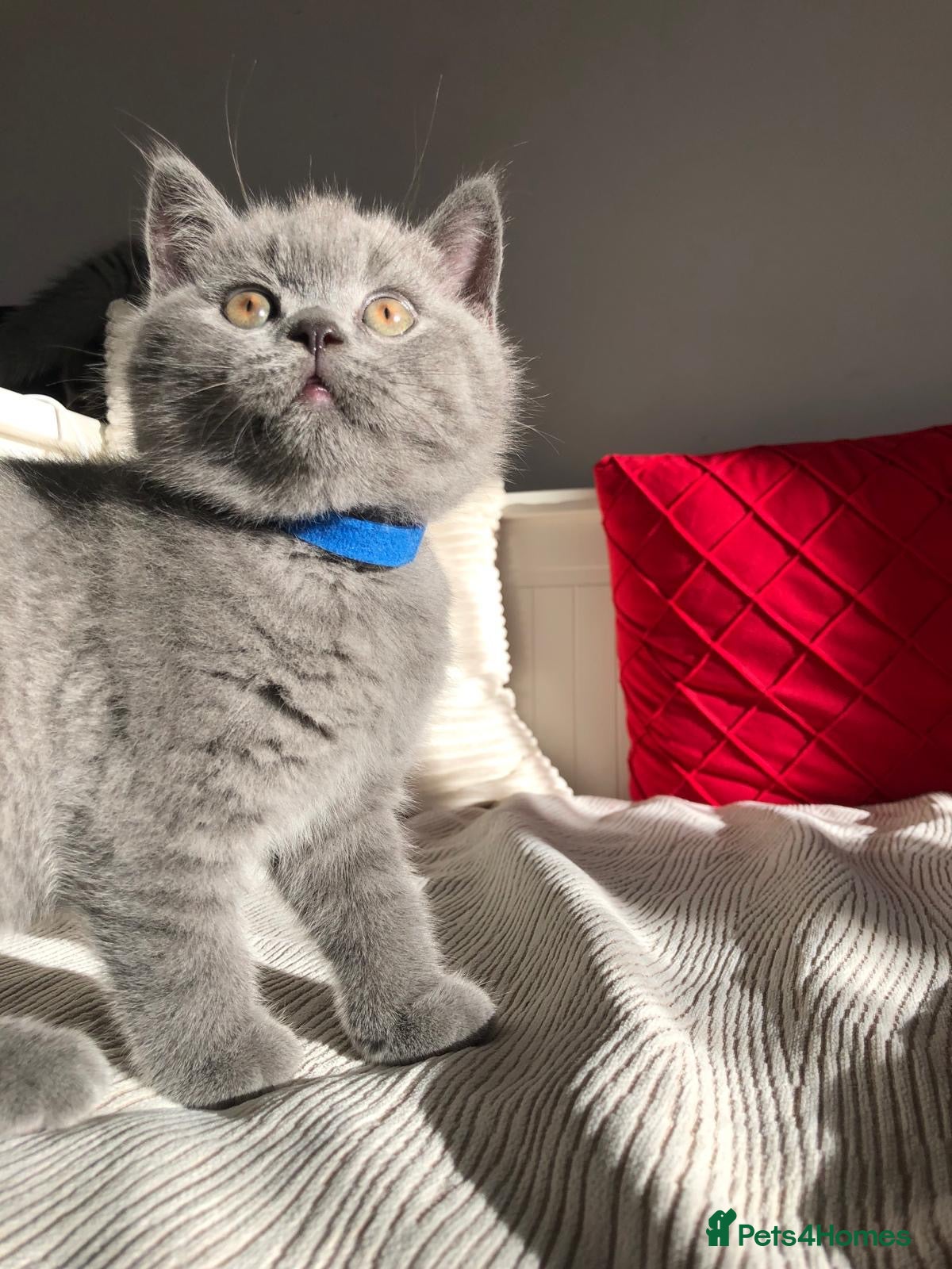 British Shorthair cats GCCF registered British Shorthair kittens  - Advert 5