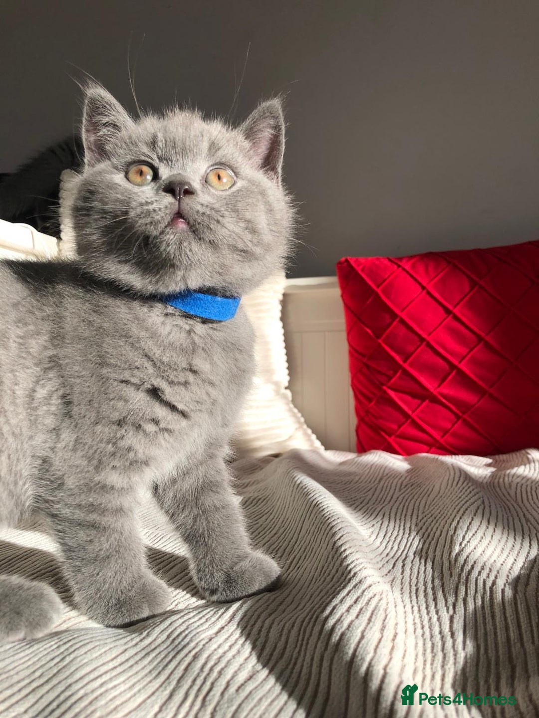 British Shorthair cats for sale: GCCF registered British Shorthair kittens  - Advert 1
