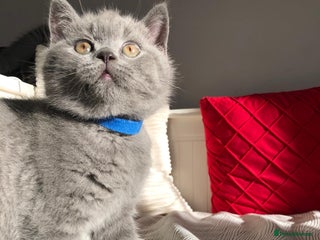 British Shorthair cats GCCF registered British Shorthair kittens - Advert 4