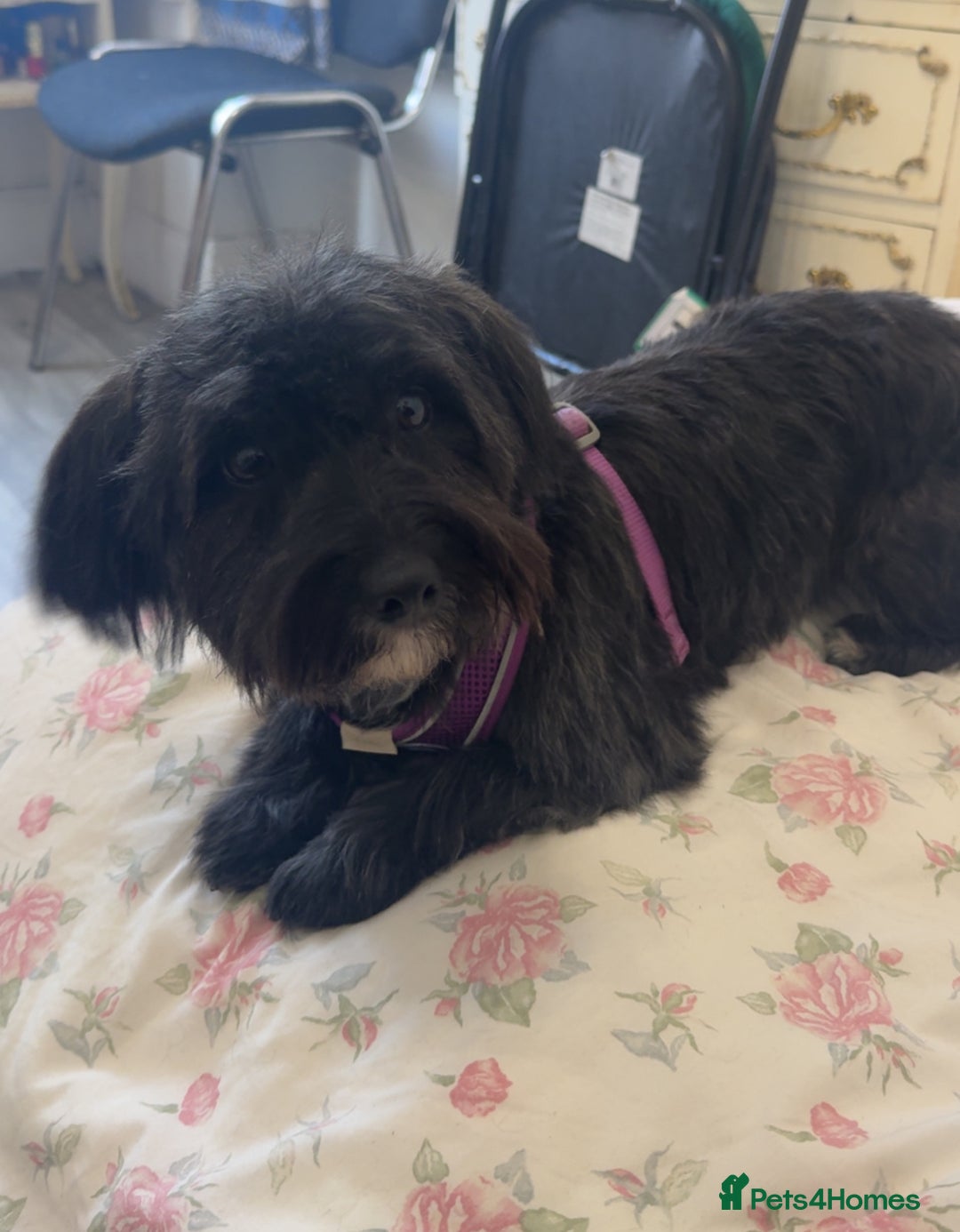 Yorkiepoo dogs for sale: Yorkipoo Puppies  - Image 5