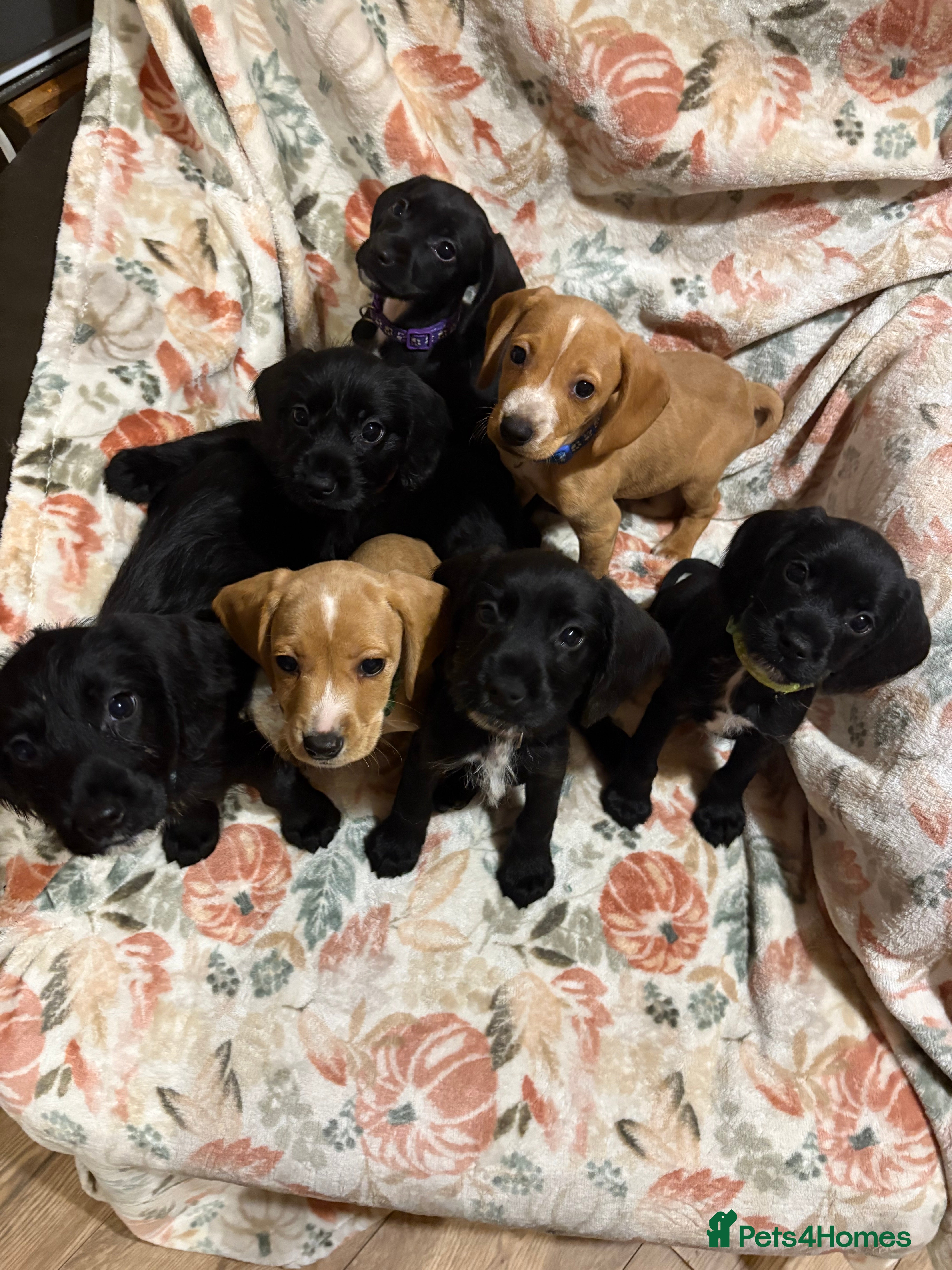 Mixed Breed dogs Show Cocker Spaniel x Dachshund puppies ready now - Advert 1