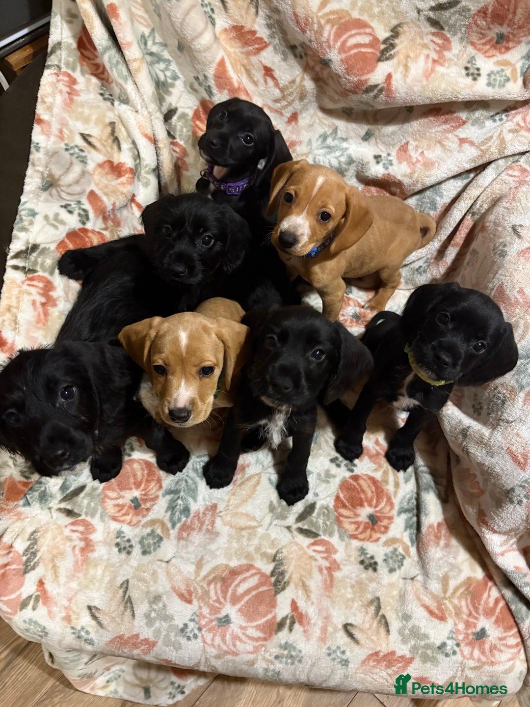 Mixed Breed dogs for sale: Show Cocker Spaniel x Dachshund puppies ready now - Advert 1