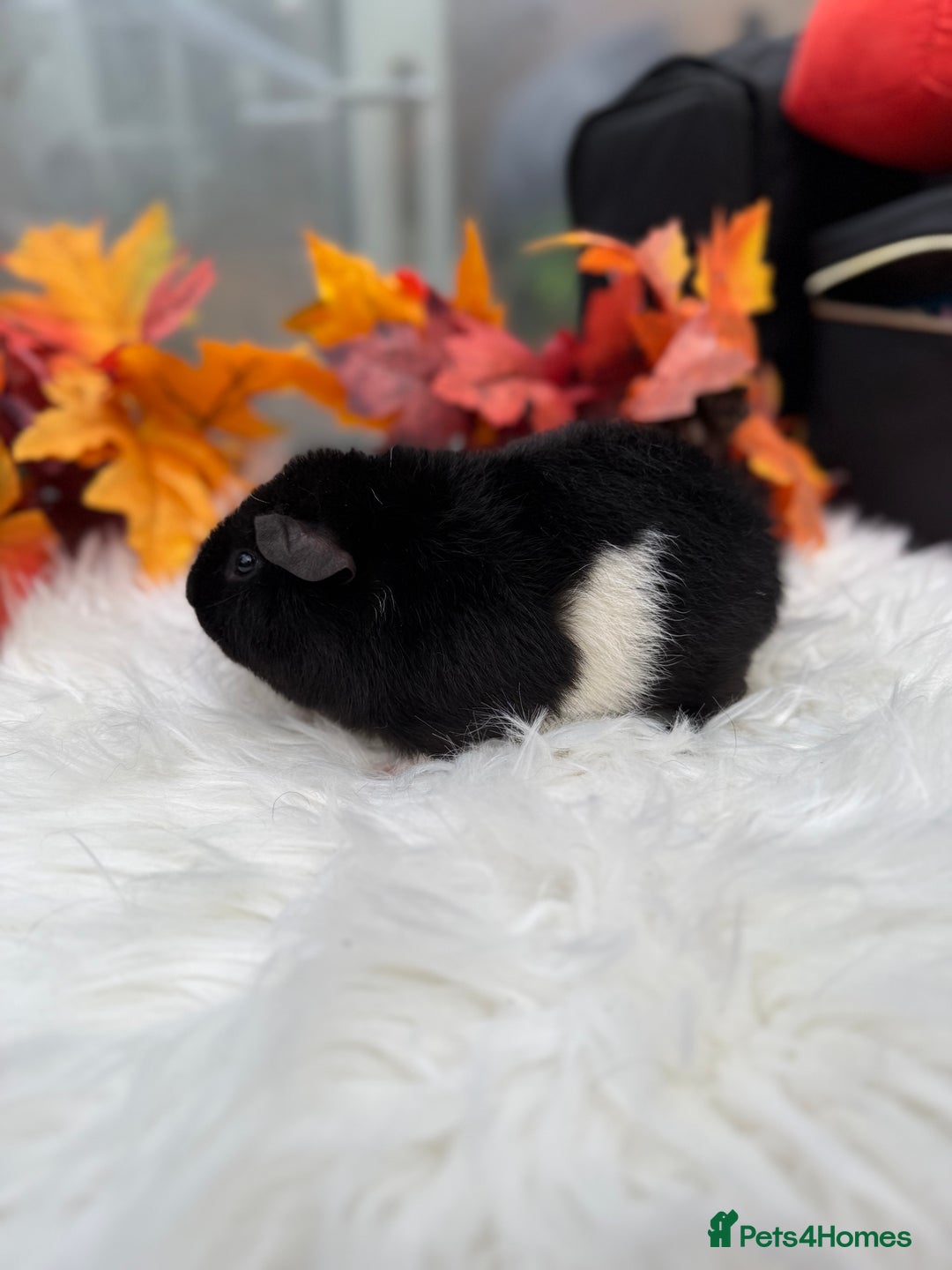 Guinea Pig rodents for sale: Teddy baby guineapig pair  - Advert 4