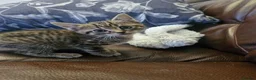 Mixed Breed cats for sale: 2 little kittens ready today in Coventry - Advert 10
